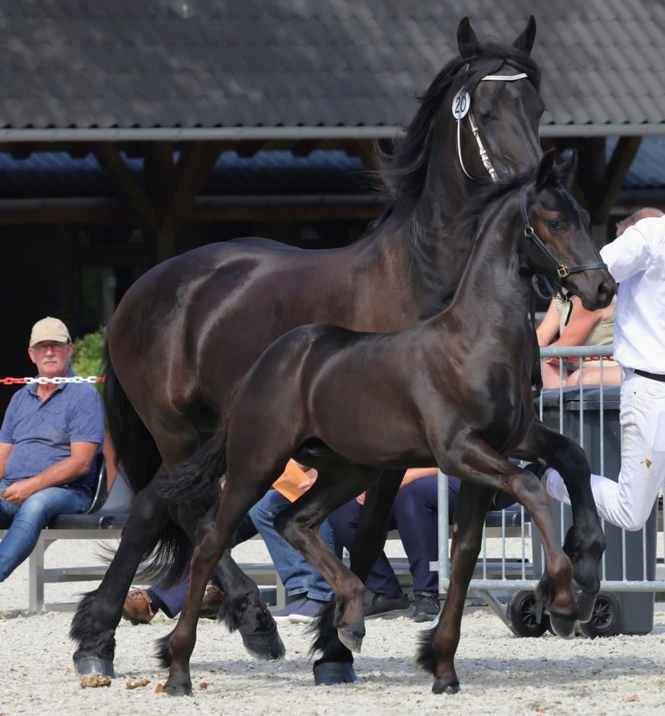 Friese jaarling hengst, Hengst, Niet van toepassing, Minder dan 160 cm, 0 tot 2 jaar