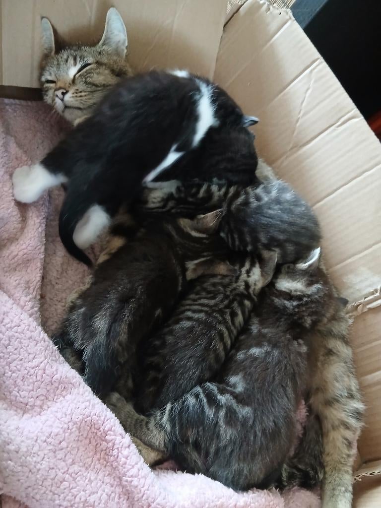 Kittens te koop!, Dieren en Toebehoren, Katten en Kittens | Overige Katten