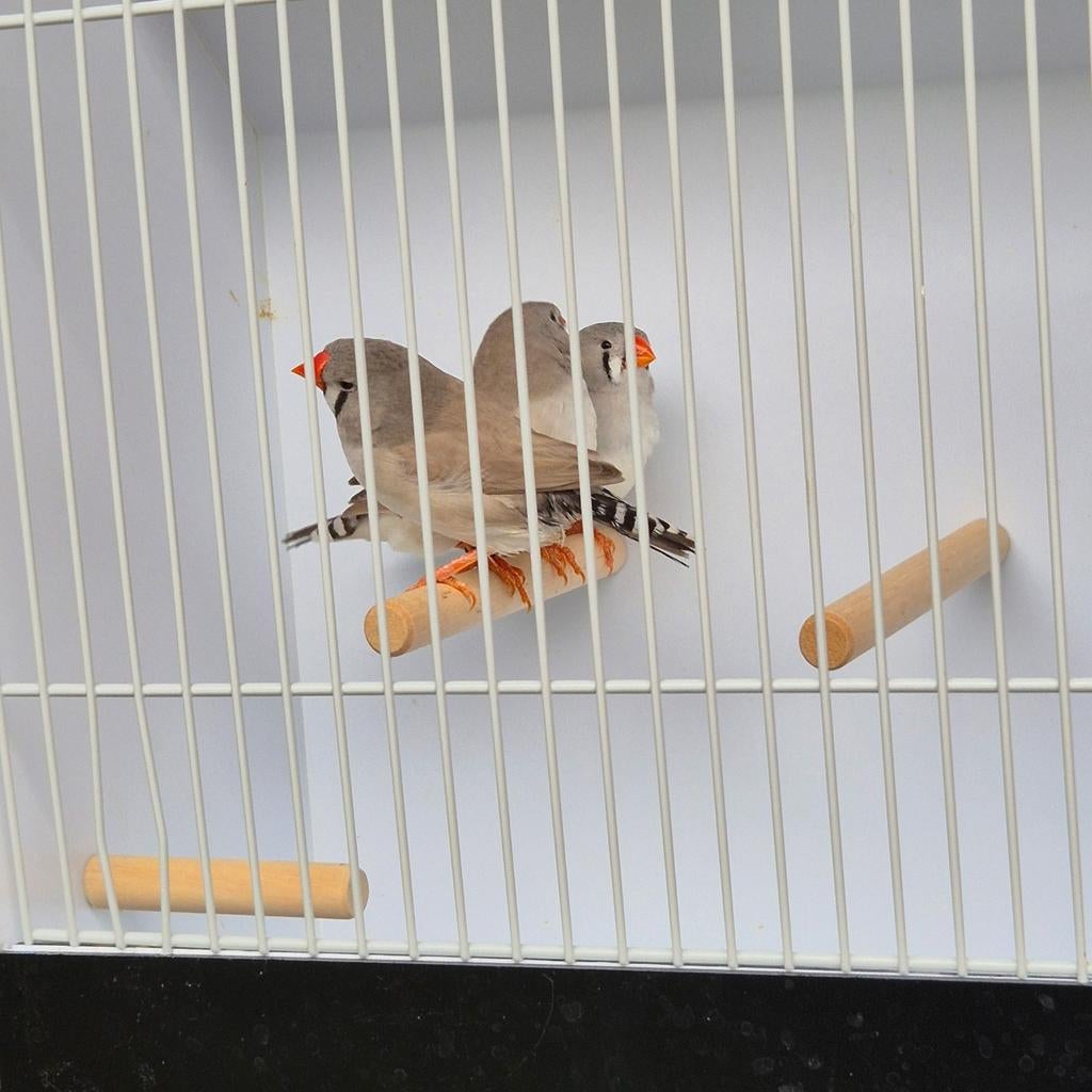 Zebravinken pop geringt, Dieren en Toebehoren, Vogels | Hokken en Kooien, Ophalen of Verzenden, Hout, Overige typen