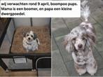 Boompoo pups, verwacht rond 9 april., 8 tot 15 weken, Meerdere, Meerdere dieren, Klein