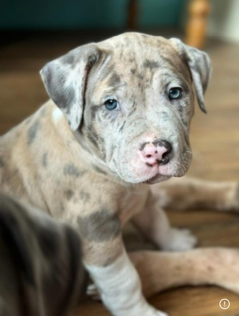 Amerikaanse Bully XL puppy merle, Dieren en Toebehoren, Honden | Bulldogs, Pinschers en Molossers, Teef, Bulldog, Particulier