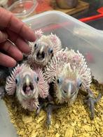 Lorreco - Jonge super tamme Ducorps Kaketoes, Dieren en Toebehoren, Vogels | Parkieten en Papegaaien, Geslacht onbekend, Papegaai