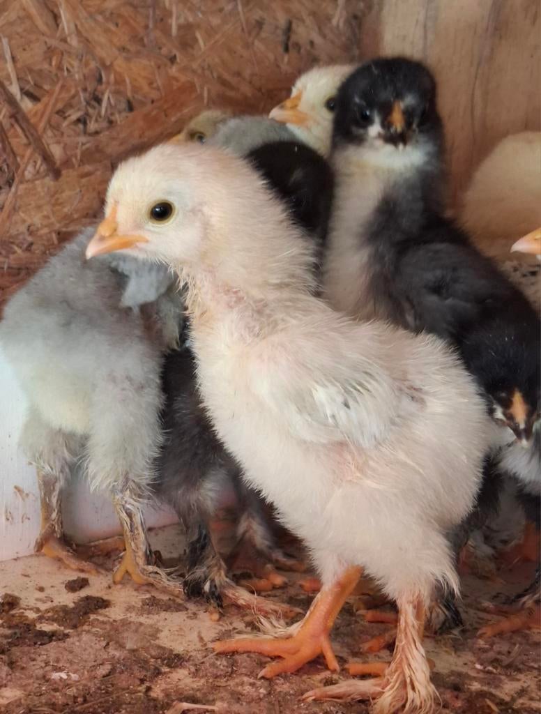 Brahma groot kuikens, Meerdere dieren, Kip