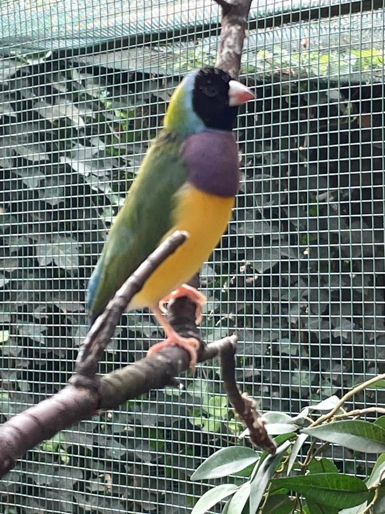 Goulds gouldamadine, Meerdere dieren