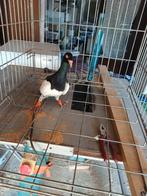 Man duif, Mannelijk, Overige soorten