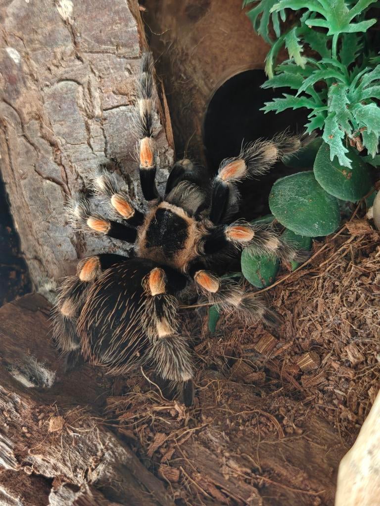 Mexicaanse Roodknie Tarantula 0.1 // Brachypelma Hamorii, Spin of Schorpioen