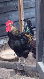 Haan gratis, Dieren en Toebehoren, Ophalen of Verzenden