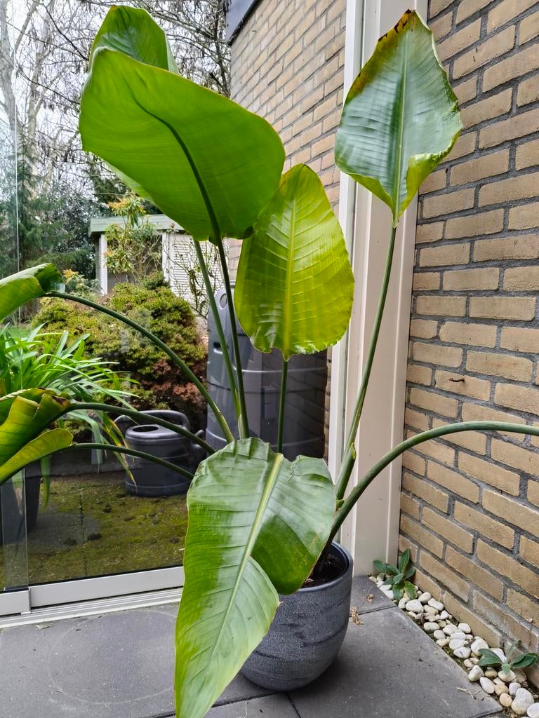 Strelitzia Nicolai - Paradijsvogelplant, Huis en Inrichting, Kamerplanten, Ophalen, Overige soorten, Halfschaduw, In pot