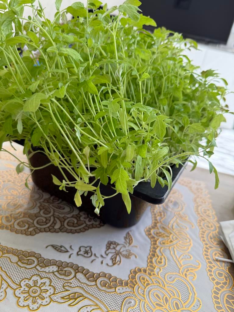 Cherrytomaten stekjes - Kweek je eigen zoete tomaten!, Tuin en Terras, Planten | Tuinplanten, Volle zon, Groenteplanten, Eenjarig