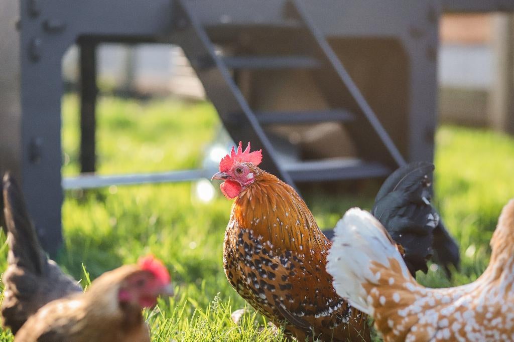 Rustige kleine kriel kippen | Sabelpoot krielkip, Vrouwelijk, Kip