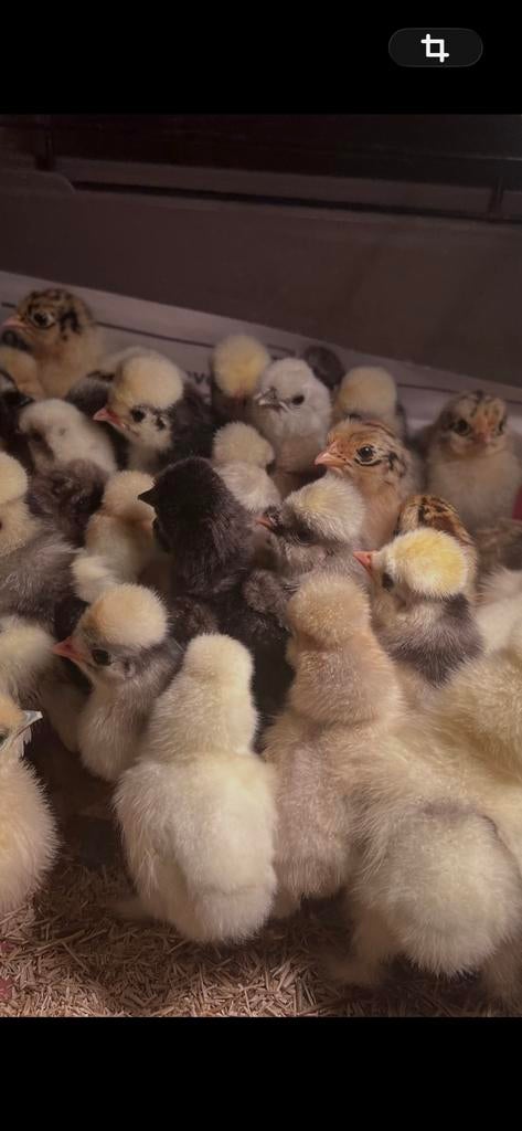 Prachtige USA Zijdehoender en Paduha eendags kuikens te koop, Dieren en Toebehoren, Pluimvee, Vrouwelijk, Kip