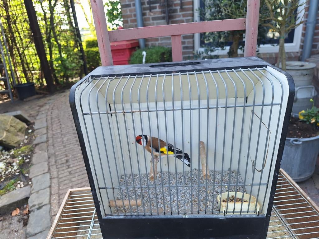 Putter man, Dieren en Toebehoren, Vogels | Overige Vogels, Mannelijk, Wildzangvogel