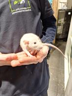 Super lieve jonge tamme ratjes., Dieren en Toebehoren, Rat, Februari, Meerdere dieren, Tam