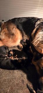 Duitse Herderpups. Met stamboom. Puppypakket., Dieren en Toebehoren, Parvo, 8 tot 15 weken, Meerdere, Meerdere dieren