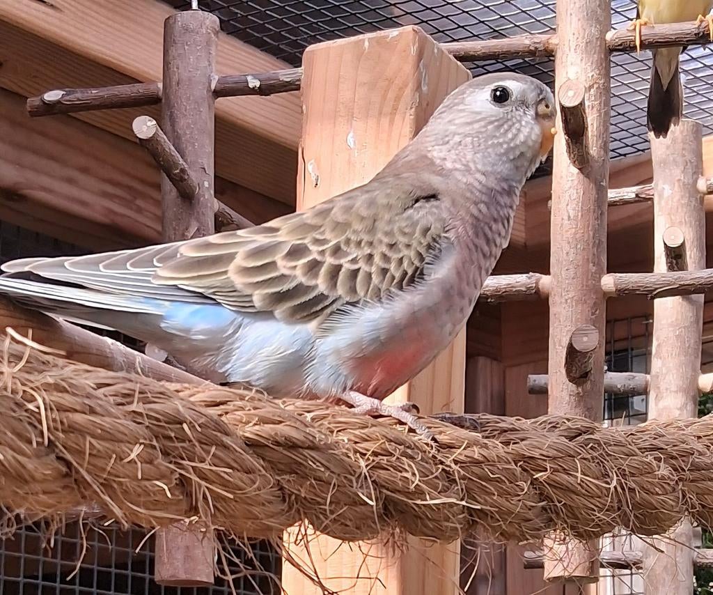 Jonge bourke parkiet mag verhuizen, Dieren en Toebehoren, Vogels | Parkieten en Papegaaien, Vrouwelijk, Parkiet