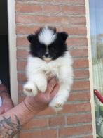 1 witte reutje en 1 wit zwart teefje, Dieren en Toebehoren, Keeshond, Meerdere, Meerdere dieren, Nederland