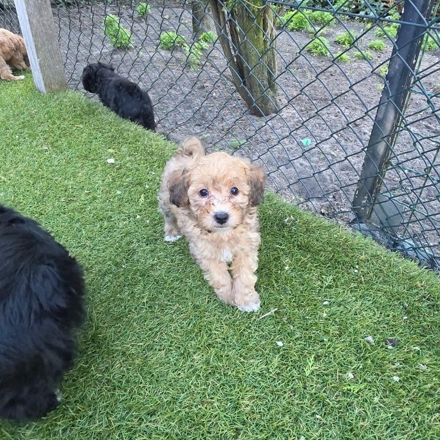 super leuke maltipoo pups nog 2 beschikbaar, Overige rassen, 8 tot 15 weken, Meerdere, Meerdere dieren