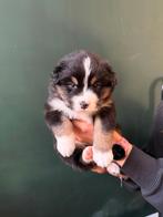 Australian Shepherd pups, Dieren en Toebehoren, 8 tot 15 weken, Meerdere, Meerdere dieren, Herder