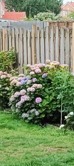 Grote hortensia struiken kleur Lila, Tuin en Terras, 100 tot 250 cm, Zomer, Palmboom, Ophalen