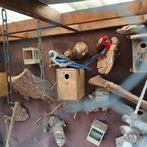 Koppel rosella, Dieren en Toebehoren, Vogels | Parkieten en Papegaaien, Meerdere dieren, Parkiet