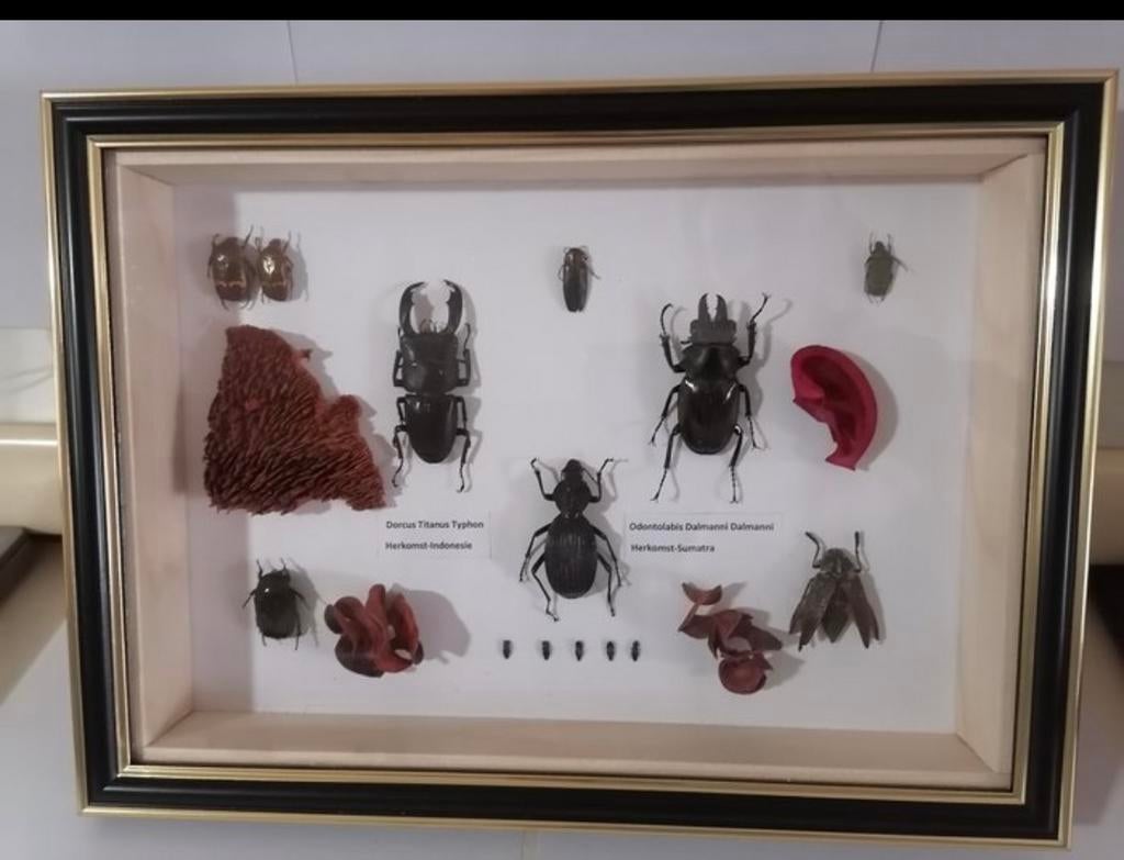 Taxidermie, kevers, Dieren en Toebehoren, Overige soorten