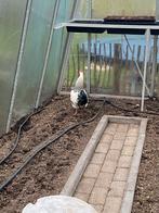 Wyandotte haan 1 jaar oud dekrijp, Dieren en Toebehoren, Mannelijk, Kip