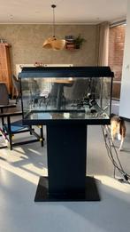 60 liter aquarium set met kast en accessoires, Ophalen, Zo goed als nieuw, Leeg aquarium