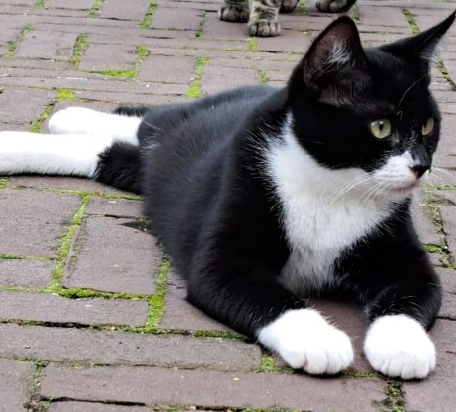 GRATIS Kater zoekt baasje, Ophalen of Verzenden