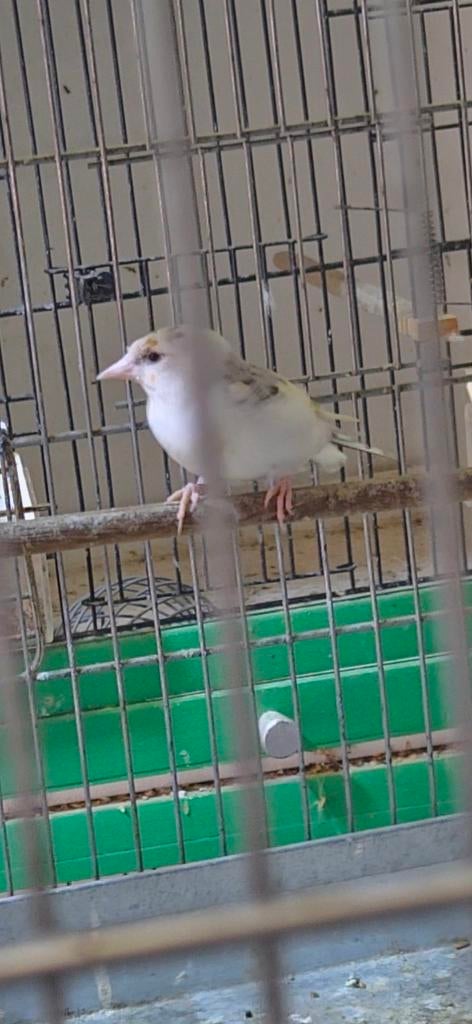 Majoor putter pop 2024 bont7, Vrouwelijk, Bastaard