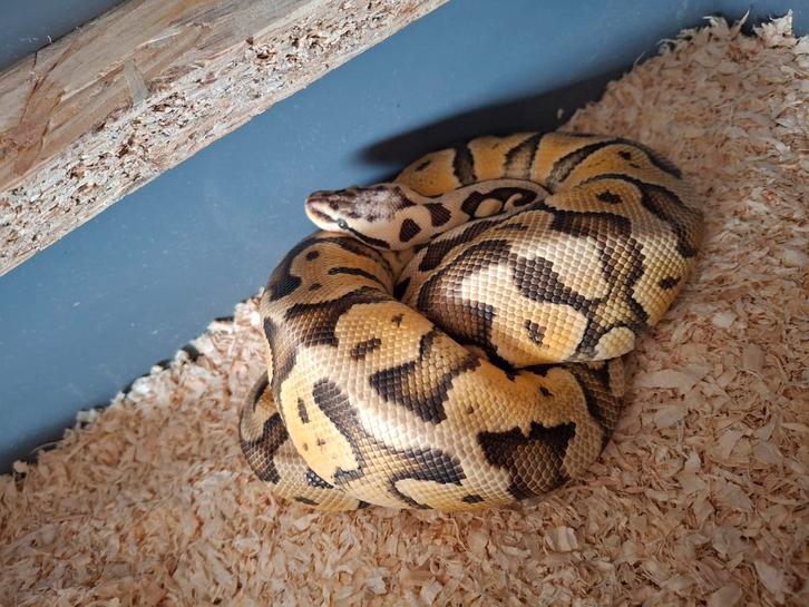 Python regius super pastel pos YB het clown.