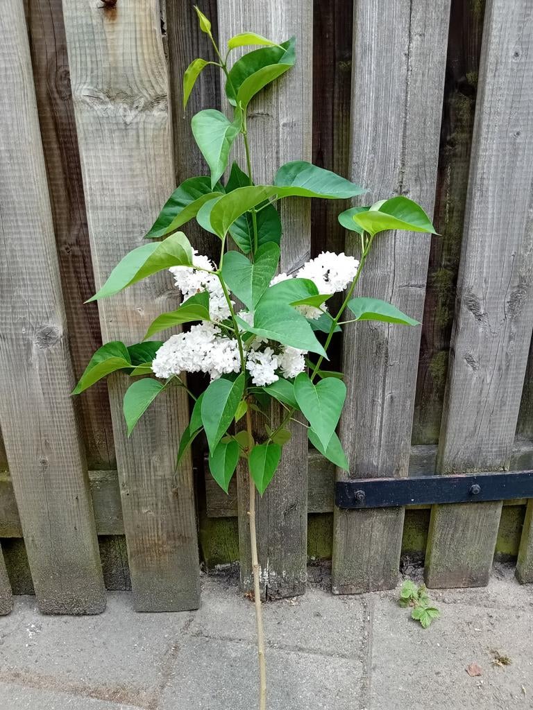 Verse witte seringentakken, Ophalen of Verzenden, Minder dan 100 cm, Overige soorten, Zomer