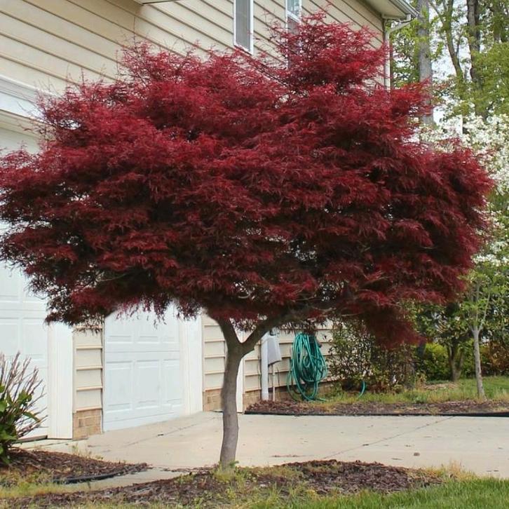 Japanse Esdoorn 'Bloodgood Acer palmatum  Bloodgood, Tuin en Terras, Planten | Tuinplanten, Vaste plant, Overige soorten, Halfschaduw
