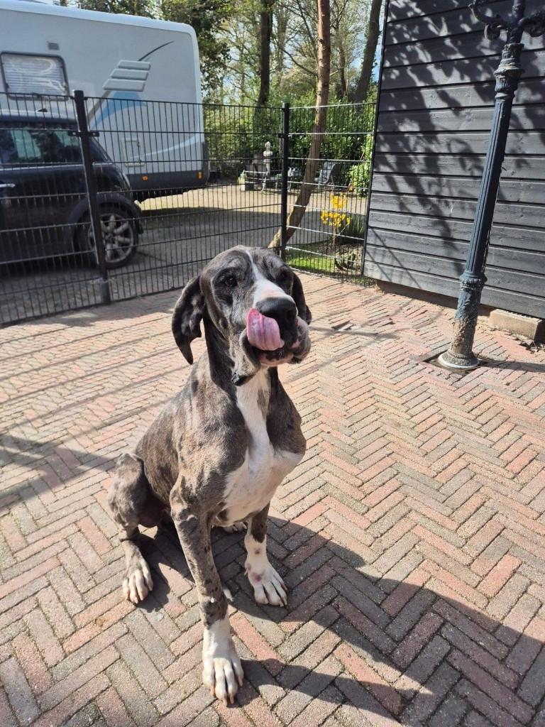 Duitse Dog Reu, Particulier, Buitenland, Parvo, Eén hond