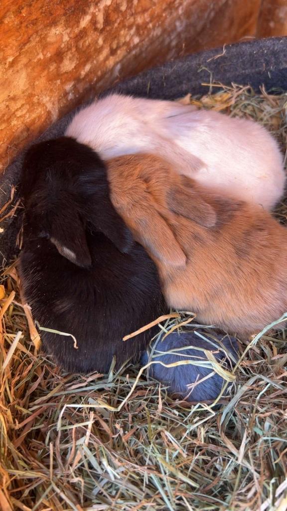 Raszuivere babykonijntjes 50eu per stuk, Dieren en Toebehoren, Konijnen, Dwerg, Meerdere dieren, 0 tot 2 jaar, Hangoor