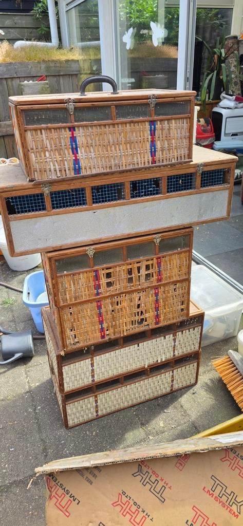 Duiven manden, Meerdere dieren, Postduif