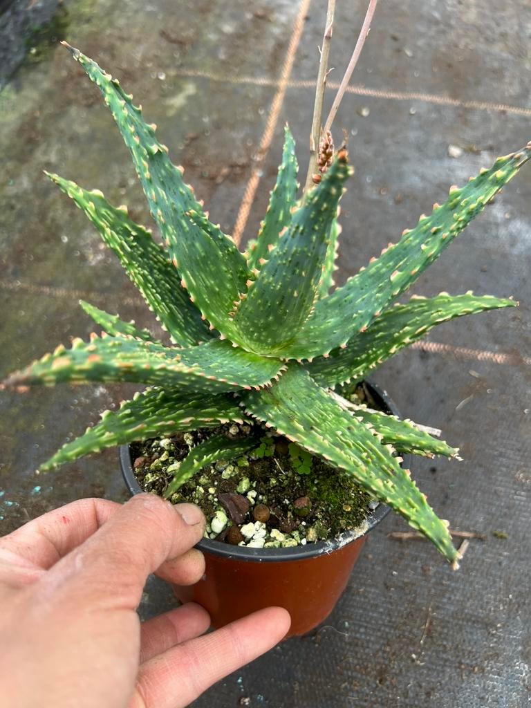 Aloe  Danyz, Ophalen of Verzenden, Overige soorten, Volle zon