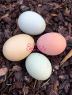 Broedeieren Easter Eggers kleurleggers olijfleggers kippen, Kip