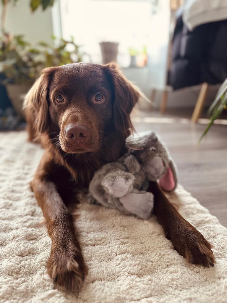 Gratis dekking, Dieren en Toebehoren, Reu, Groot, Eén hond, 3 tot 5 jaar