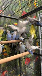 Jonge grasparkieten van 2026, Meerdere dieren, Parkiet, Pratend