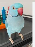 Gratis liefdevolle tehuis voor alle soorten kromsnavels., Dieren en Toebehoren, Vogels | Parkieten en Papegaaien, Meerdere dieren