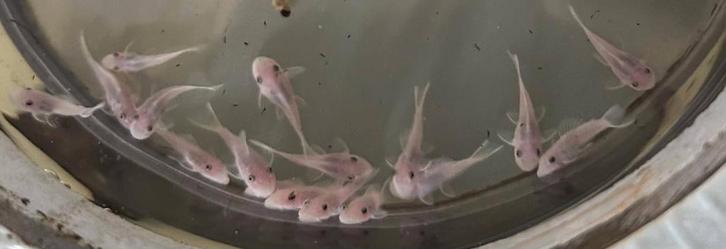 L144 Snow White! (Witte algeneters) | Ancistrus sp.L144, Dieren en Toebehoren, Vissen | Aquariumvissen, Zoetwatervis, Vis