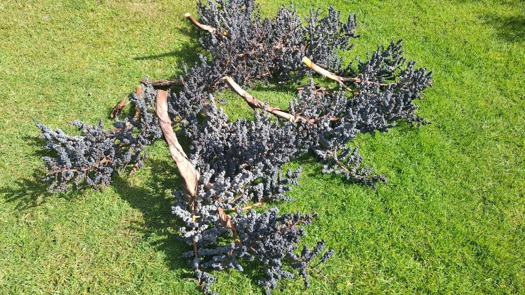 Palm Zaden - Exotische Zaden voor Uw Tuin, Ophalen, Gehele jaar, Volle zon