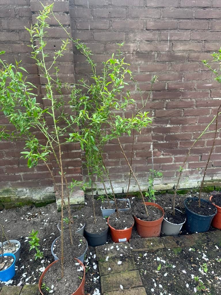 amandelboom, Tuin en Terras, Ophalen of Verzenden, Volle zon, Overige soorten, Minder dan 100 cm