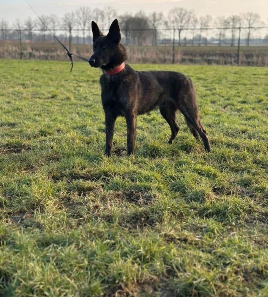 herders honden, Reu, 1 tot 2 jaar, Parvo, Eén hond