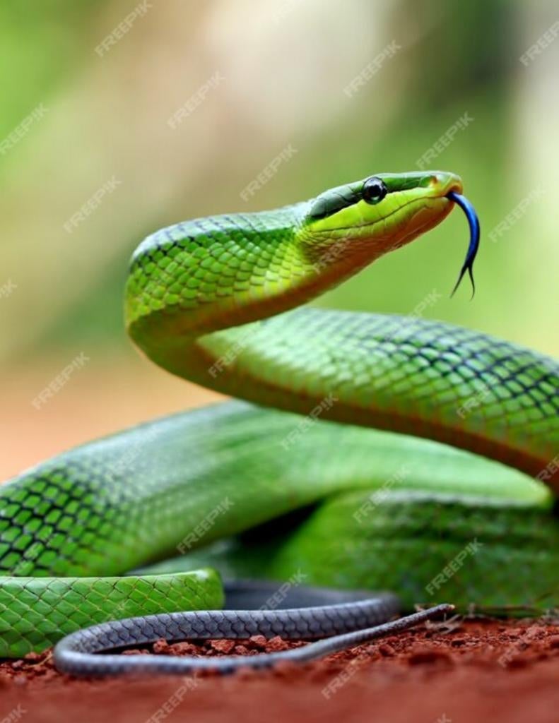 (GEZOCHT) Gonyosoma oxycephalum, Dieren en Toebehoren, Reptielen en Amfibieën, Hagedis, 0 tot 2 jaar