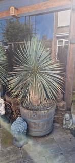 Yucca Rostrata Palmlelie stam 60cm Winterhard -18 gr, Volle zon, Vaste plant, Zomer, Ophalen
