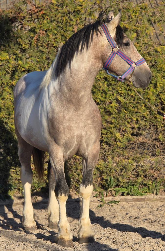 Mooie onbeleerde koudbloed, Dieren en Toebehoren, Ruin, 3 tot 6 jaar, Gechipt, 160 tot 165 cm