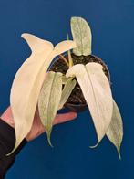 Philodendron Florida Ghost p12 (11), Ophalen of Verzenden, Halfschaduw, Minder dan 100 cm