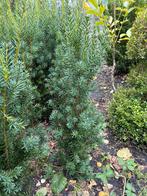 TAXUS Baccata, Tuin en Terras, Planten | Struiken en Hagen, Ophalen, Taxus, Minder dan 100 cm