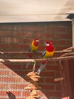 Rosella man 2025, Mannelijk, Parkiet